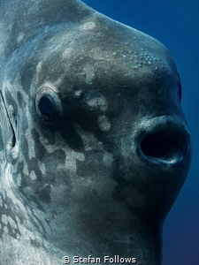 Only a Mother. Southern Ocean Sunfish - Mola ramsayi. Pan... by Stefan Follows 
